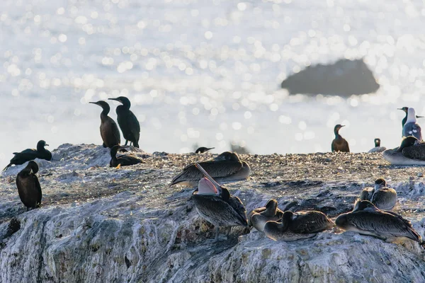 Colony Seabirds Cliff Top Flock Pelicans Cormorants Seagulls Beautiful Close —  Fotos de Stock