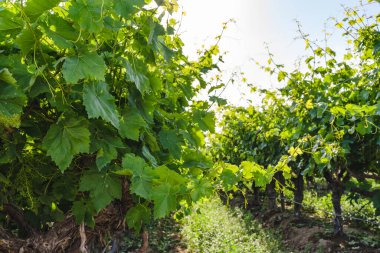 Vineyard in California. A beautiful view of a vineyard close up, California landscape