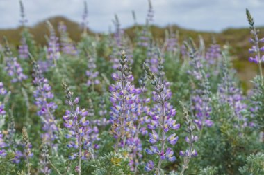 Gümüş Lupine (Lupinus argenteus) çiçek, gümüş-yeşil yapraklar sıralanır sapları ve mor, bezelye benzeri çiçekler gösterişli bir çıkıntıda dizilmiştir..