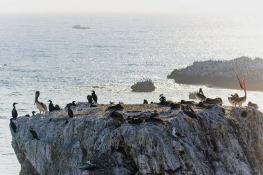 Büyük bir pelikan ve karabatak kolonisi günbatımında bir uçurumun tepesinde, arkasında güzel mavi bir okyanus, Kaliforniya Merkez Sahili