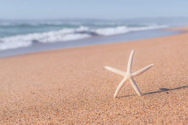 Seestern Strand Schöne Meereslandschaft Mit Sandstrand Seestern Blauem Meer Auf — Stockfoto