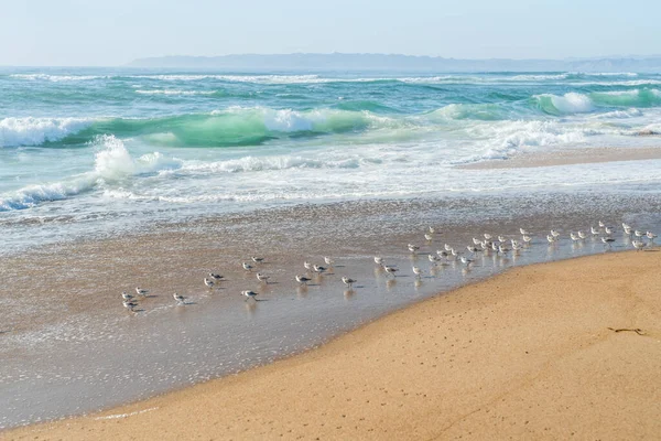 Beautiful Pacific Ocean Sunny Day Flock Plover Birds Beach California —  Fotos de Stock