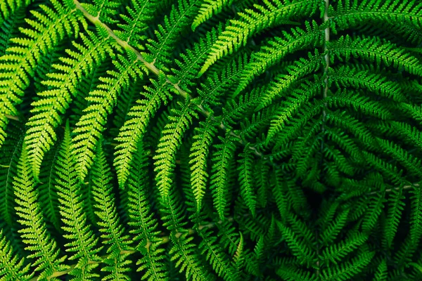 Green Fern Leaves Close Garden Beautiful Floral Background Full Frame — Stockfoto