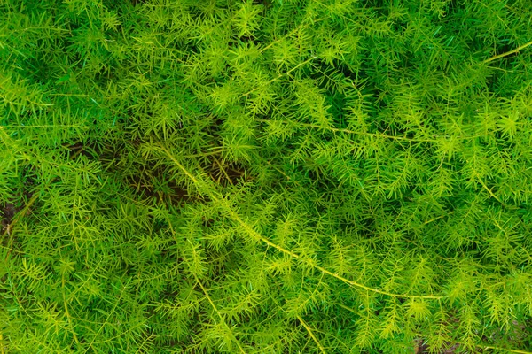 Asparagus Fern Plant Garden Close Asparagus Densiflorus Full Frame — Zdjęcie stockowe