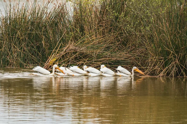 Herde Von Weißen Pelikanen Die Sich Ufer Des Sees Ernähren — Stockfoto