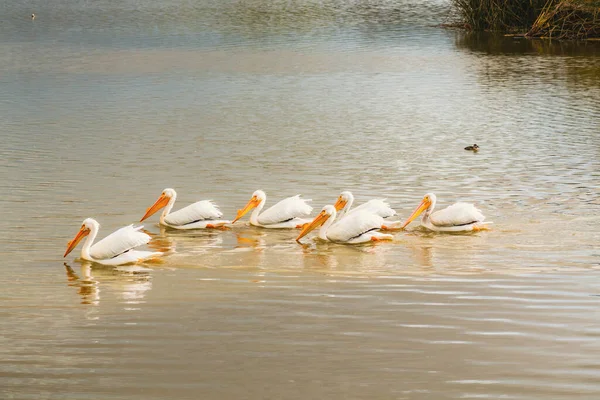 Flock Vita Pelikaner Flyter Vatten Mitten Sjön Vackra Lugnt Vatten — Stockfoto