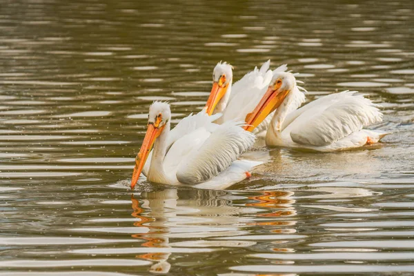 Grupp Vita Amerikanska Pelikaner Mitt Sjön Närbild Vackra Vatten Fåglar — Stockfoto