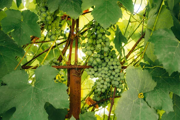 Des Grappes Raisins Verts Sur Vigne Gros Plan Des Raisins — Photo