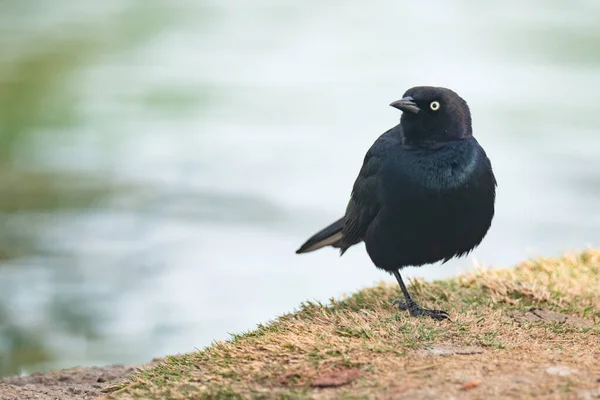 Merlo Birra Euphagus Cyanocephalus Maschio Ritratto Ravvicinato Uccellino Nero Seduto — Foto Stock