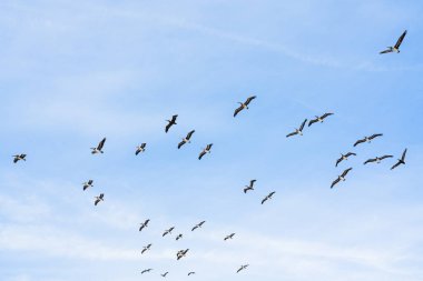 Pelikan sürüsü. Bulutlu gökyüzü ve uçan kuşların silueti. Sakin sahne, özgürlük, umut, motivasyon konsepti, kopyalama alanı