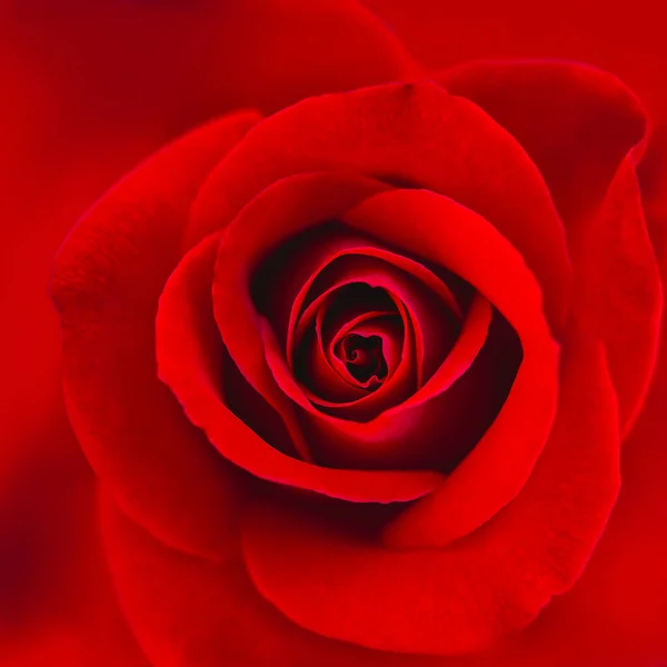 Rose Rouge Gros Plan Plein Cadre Image Carrée — Photo
