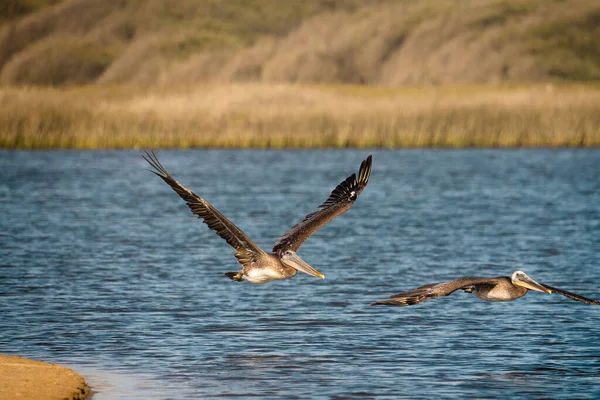 Flying Pelikanen Close Blauwe Rivier Groene Heuvels Achtergrond — Stockfoto