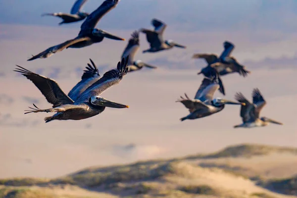 Flock of flying brown pelicans, sand dunes on background