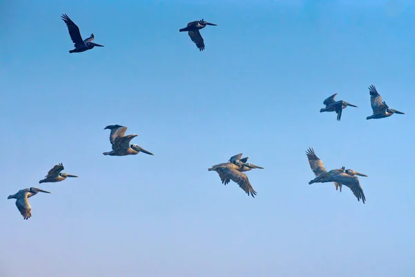 Mavi Gökyüzü Uçan Pelikanlar Sakin Sahne Özgürlük Umut Motivasyon Konsepti — Stok fotoğraf