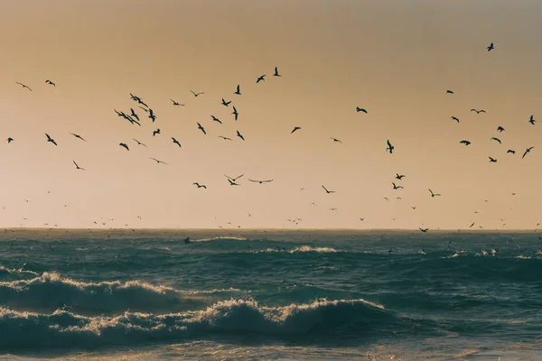 Sunset Sea Silhouettes Flying Pelicans — Stock Photo, Image