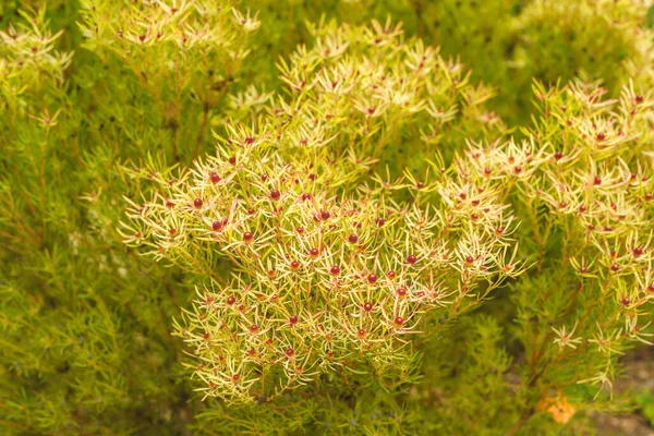 庭の近くにコーンブッシュ Leucadendron Salignum 冬には黄色になり 春には明るい赤の中心になる葉を持つ美しい低木 — ストック写真