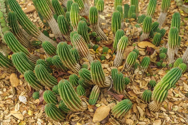 Euphorbia Horrida Barril Leite África Perto Deserto Euphorbia Horrida Uma — Fotografia de Stock