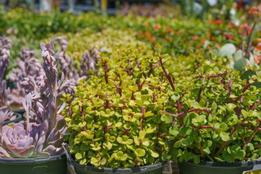 Sulu bitkiler çeşitliliği. Etlerin popüler tipleri kapatılıyor.