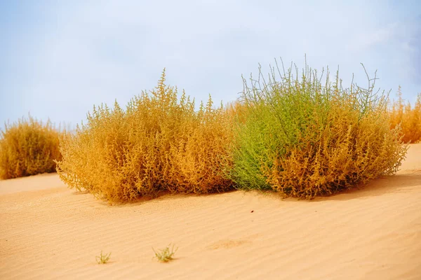 Autumn Blooming Saltwort Plant Beach Prickly Glasswort Prickly Saltwort Anual — 스톡 사진