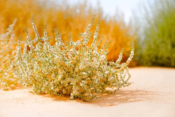 Saltwort Zwyczajny Salsola Kali Jesienny Kwiat Blisko Pięknych Roślin Plaży — Zdjęcie stockowe