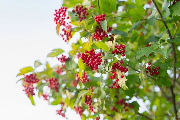 Guelder Rose Berries Planta Ornamental Bonita Con Bayas Jugosas Brillantes — Foto de Stock