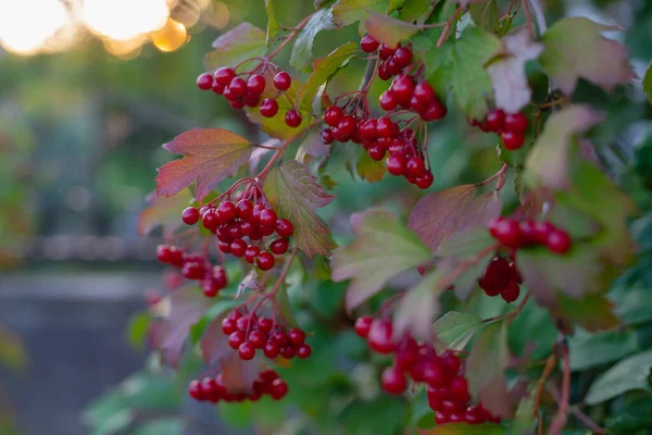 Guelder Rose Berries Planta Ornamental Bonita Con Bayas Jugosas Brillantes — Foto de Stock