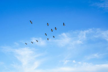 Uçan pelikan sürüsü. Bulutlu gökyüzü ve uçan kuşların silueti. Sakin sahne, özgürlük, umut, motivasyon konsepti, kopyalama alanı