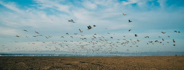 Стая Птиц Летающих Пляжу Красивый Облачный Фон Неба Панорамный Вид — стоковое фото