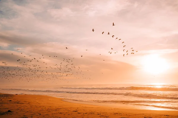 Pink orange sunset on the beach and flock of flying birds. Amazing tranquil scene in soft light colors, copy space for the text