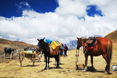 Caravan in Cordiliera Huayhuash, Peru, South America clipart