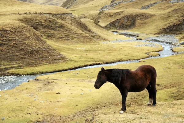 Häst i cordiliera huayhuash — Stockfoto