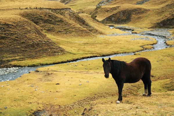 Häst i cordiliera huayhuash — Stockfoto