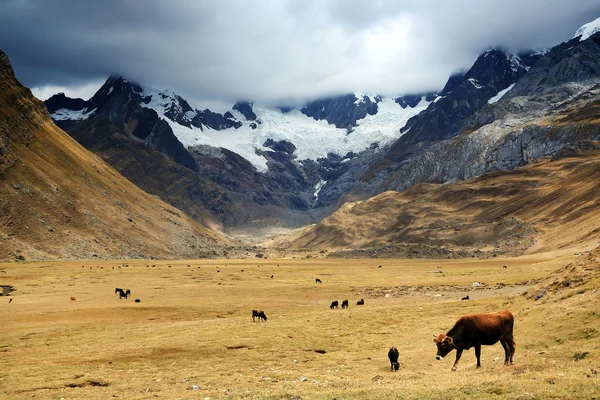 Cordiliera Huayhuash — Foto de Stock