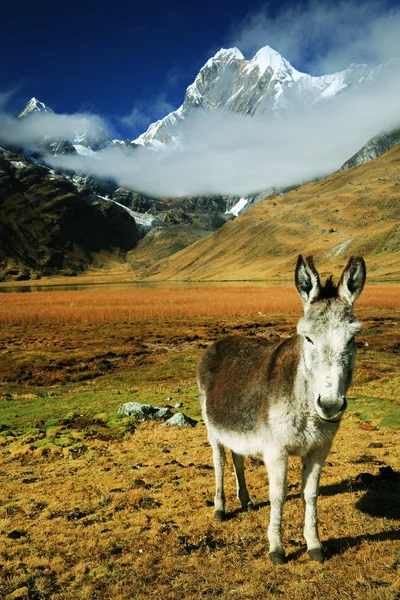 Caravan ezel in cordiliera huayhuash — Stockfoto