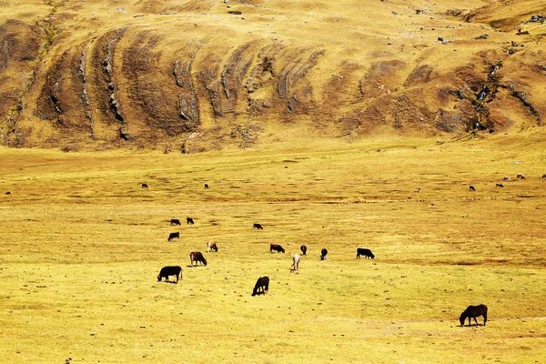 Cattle in Cordiliera Huayhuash — Stock Photo, Image