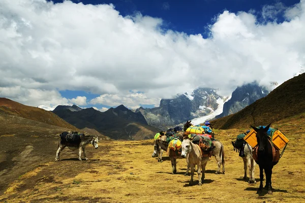 Caravanas en Huayhuash, Perú, América del Sur — Foto de Stock