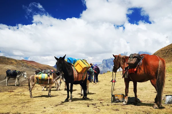 Karavana v cordiliera huayhuash, peru, Jižní Amerika — Stock fotografie