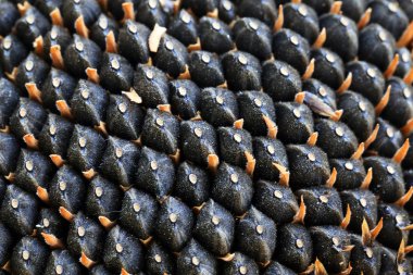 ham ayçiçeği tohumu