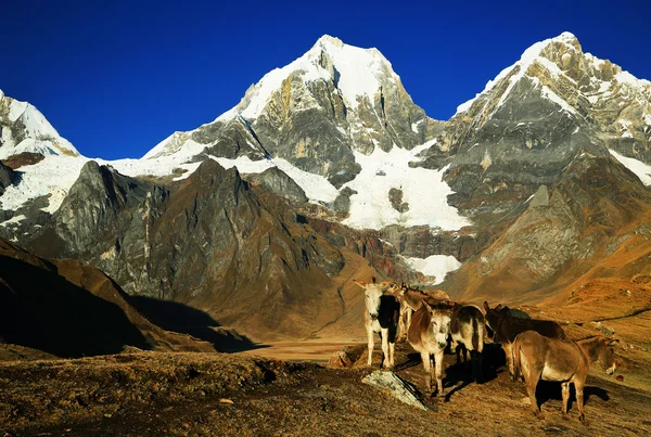 Cordiliera huayhuash, peru, Jižní Amerika — Stock fotografie