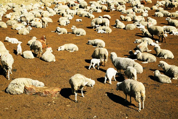 Sheep fold in Cordiliera Huayhuash — Stock Photo, Image