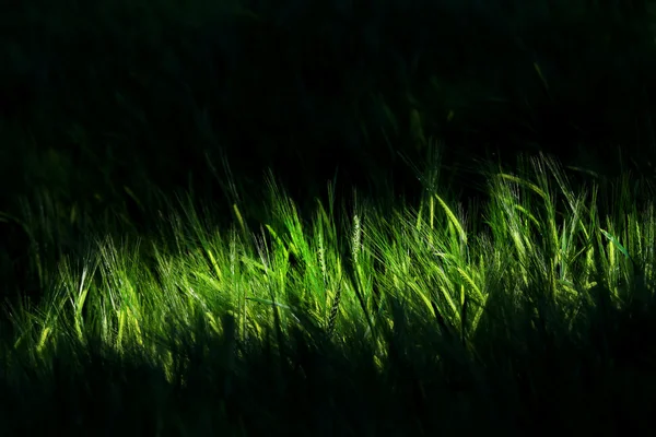 Jęczmień pole — Zdjęcie stockowe