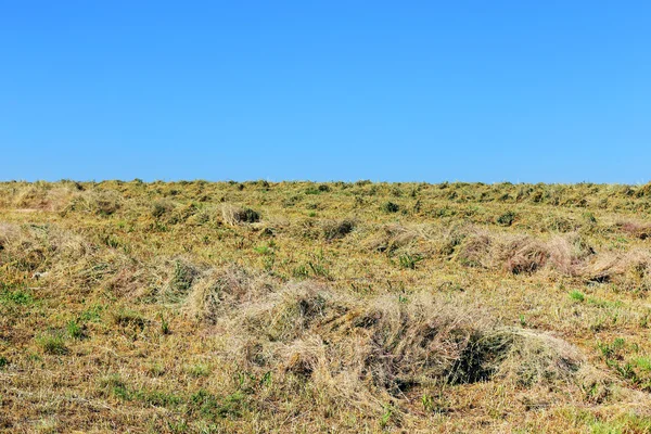 Gerst veld — Stockfoto