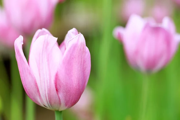 Close up image of a tulip — Stock Photo, Image