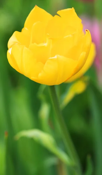 Close up image of a tulip — Stock Photo, Image