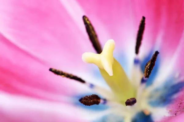 Cerrar imagen de un tulipán — Foto de Stock