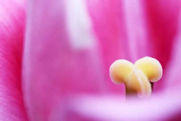 Cerrar imagen de un tulipán — Foto de Stock