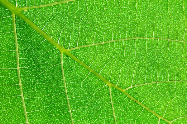 緑の葉 - 抽象的な背景のマクロ — ストック写真