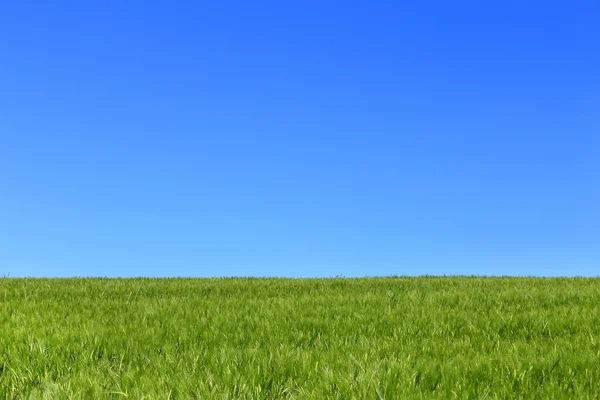 Barley field — Stock Photo, Image