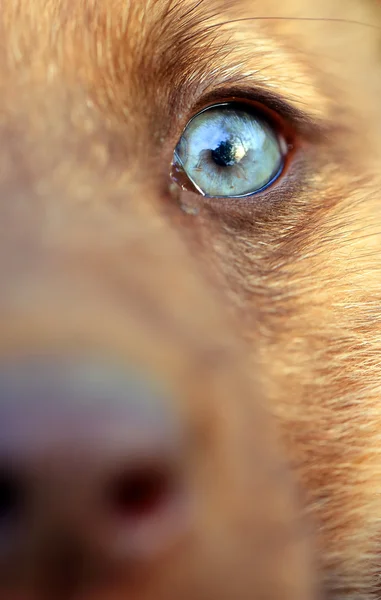 Close up retrato de um cão — Fotografia de Stock