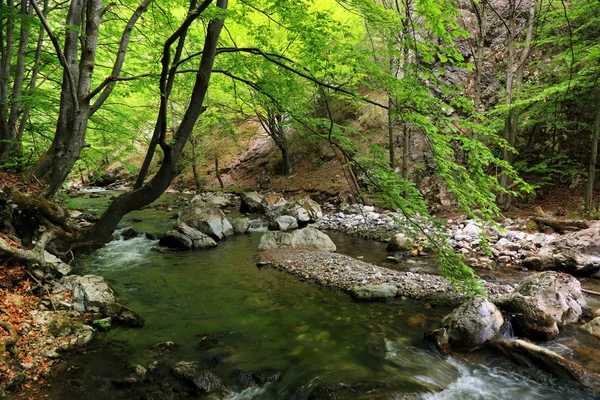 Весна в ущелье Рамет, Трансильвания, Румыния — стоковое фото